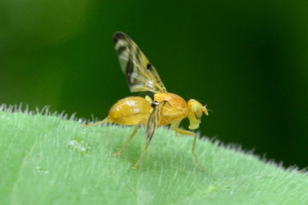 Myoleja lucida