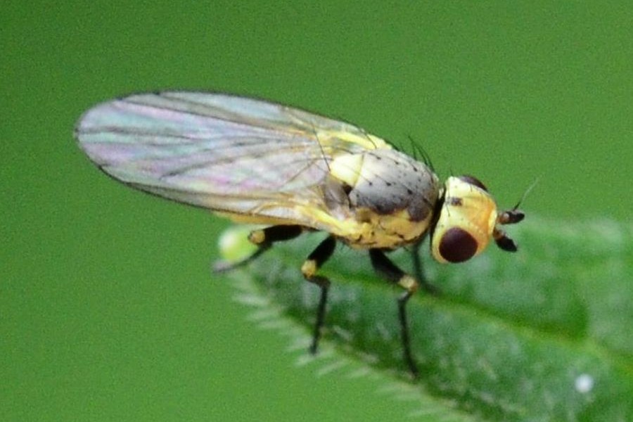 Napomyza elegans