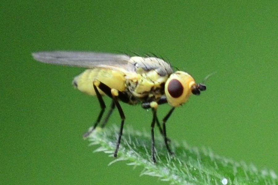 Napomyza elegans