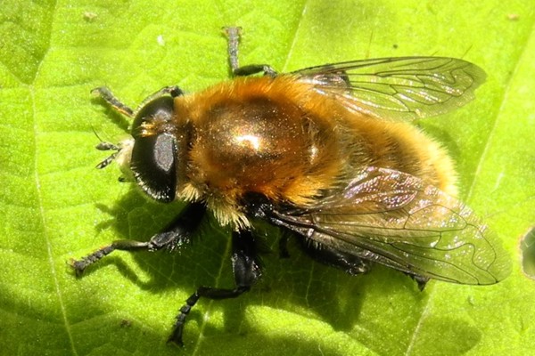 Narzissenschwebfliege