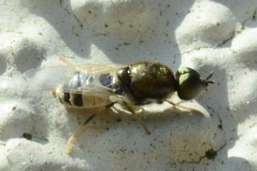 Nemotelus notatus