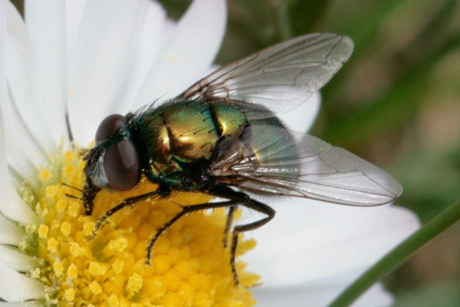 Neomyia cornicina