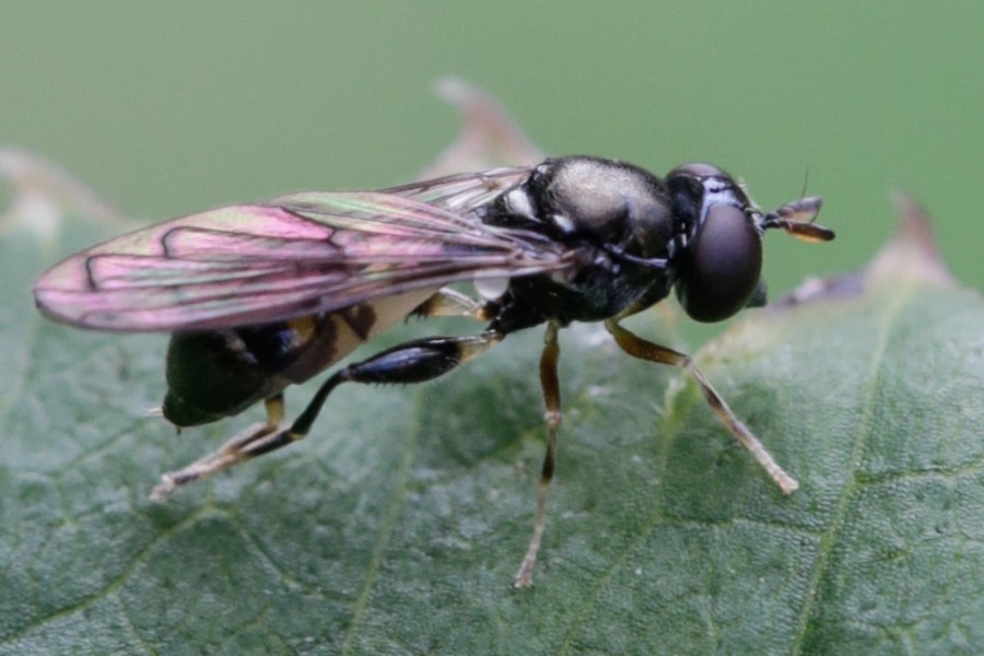 Neoascia interrupta