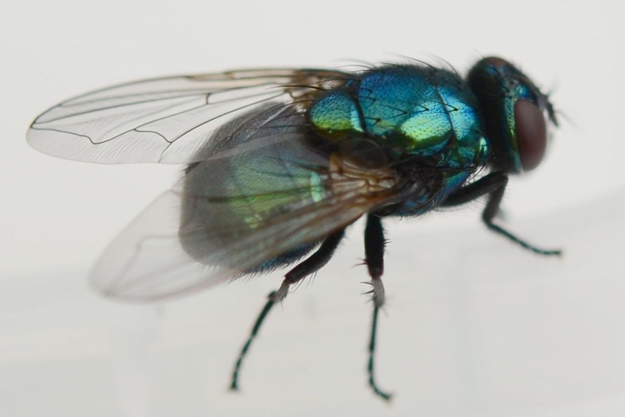 Neomyia viridescens