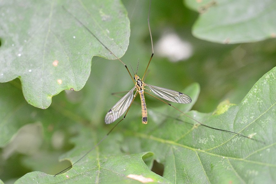 Nephrotoma guestfalica