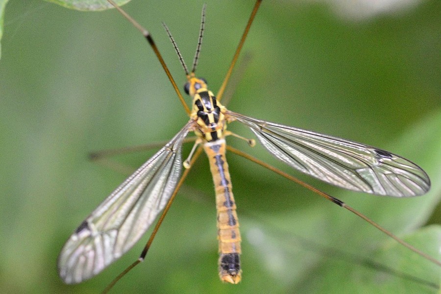 Nephrotoma guestfalica