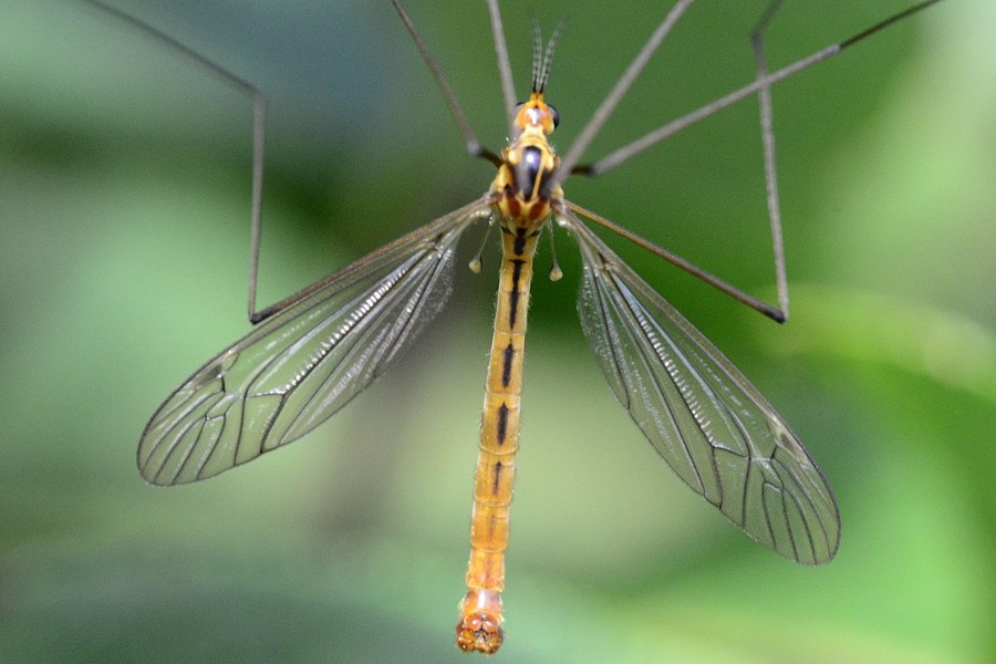 Nephrotoma scurra