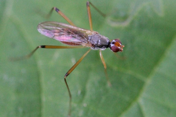 Neria cibaria