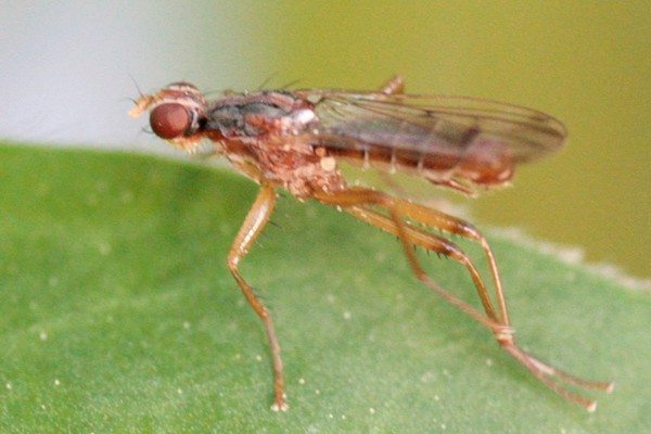 Norellia spinipes