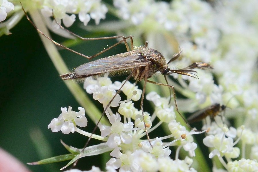 Ochlerotatus dorsalis