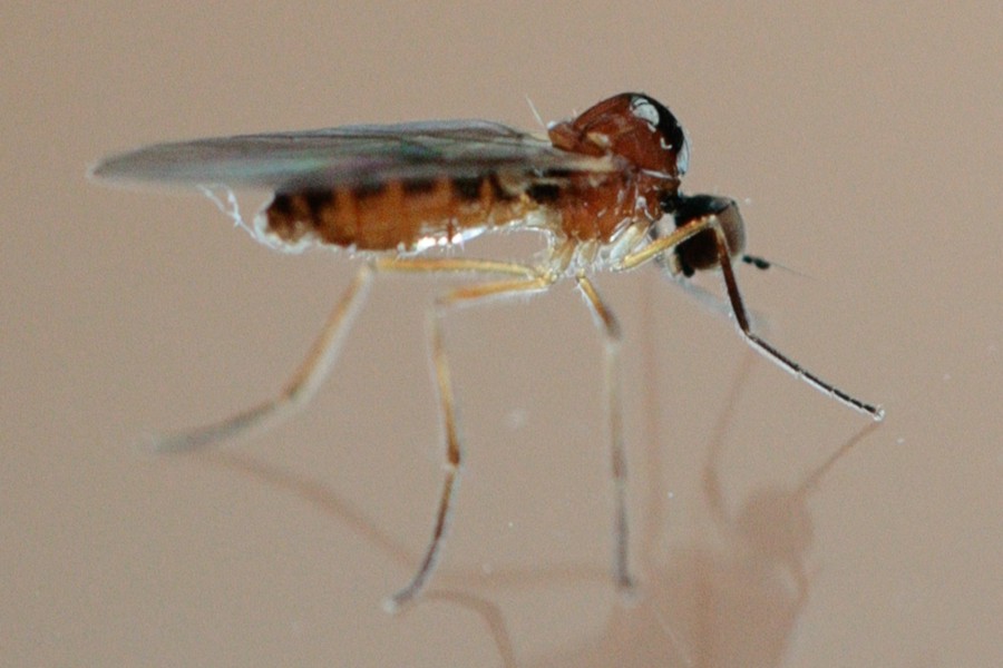 Ocydromia glabricula