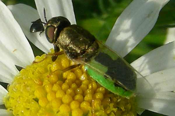 Oplodontha viridula