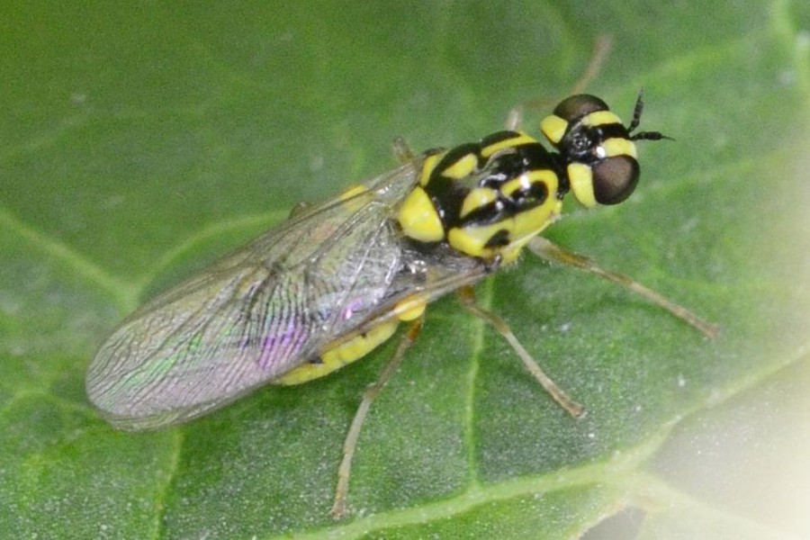 Oxycera nigricornis