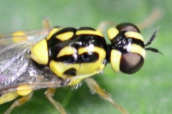 Oxycera nigricornis