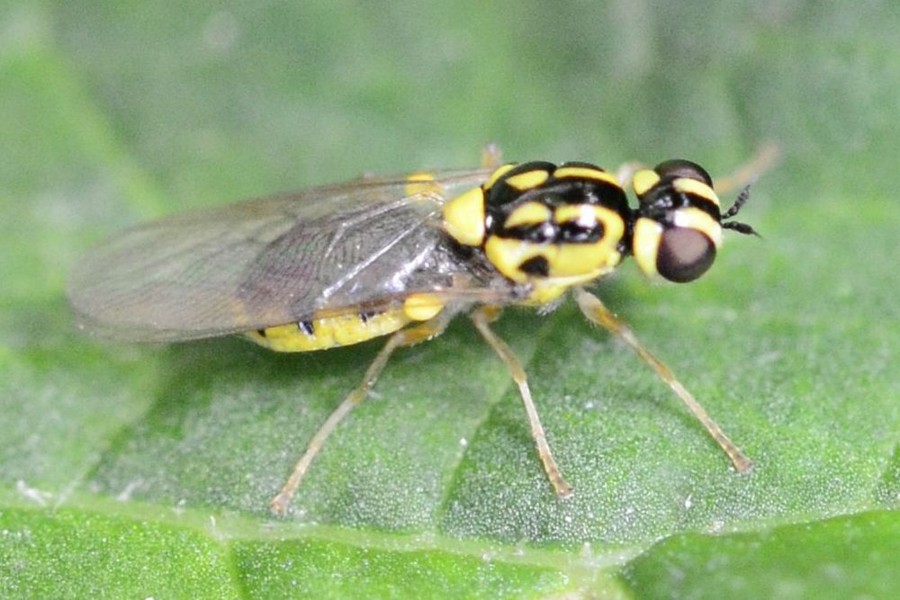 Oxycera nigricornis