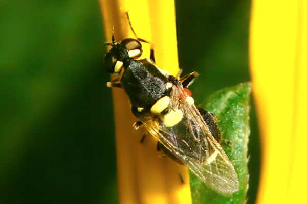 Oxycera leonina