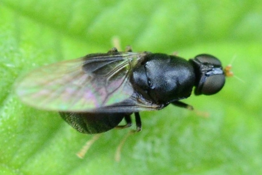 Pachygaster atra