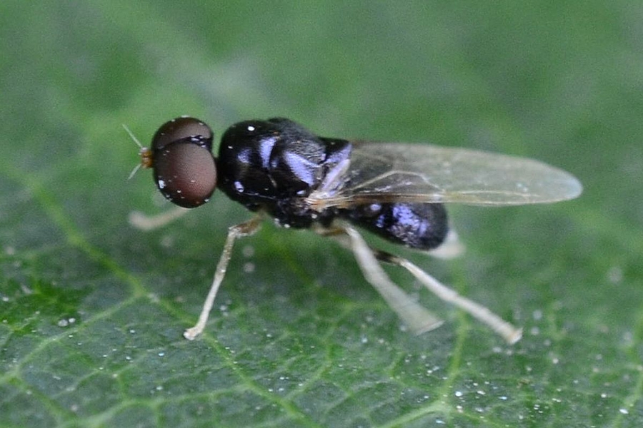 Pachygaster leachii