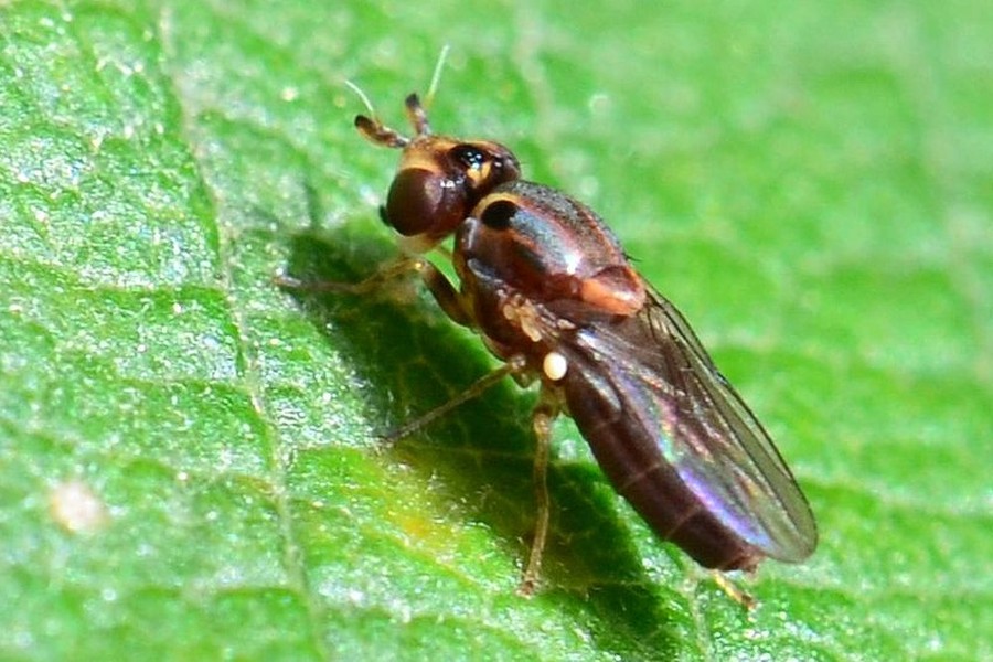 Parectecephala longicornis