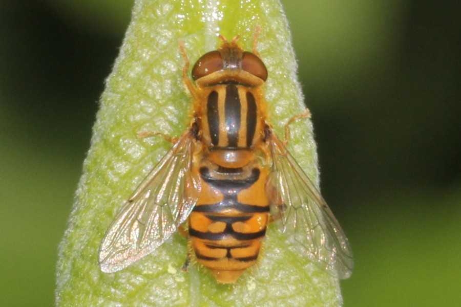 Helle Teichrandschwebfliege