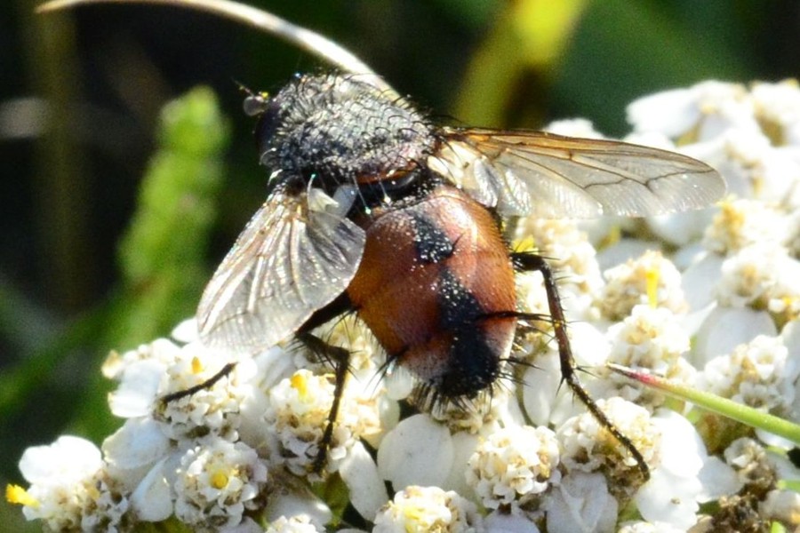 Peleteria rubescens