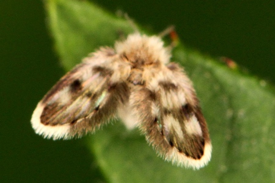 Insektenbox blandula (Bild 1)