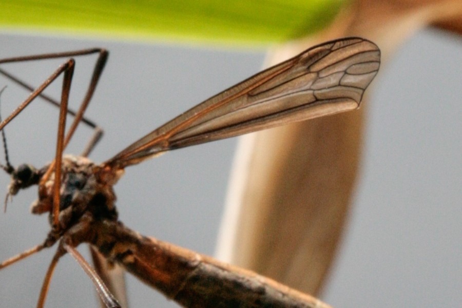 Phalacrocera replicata