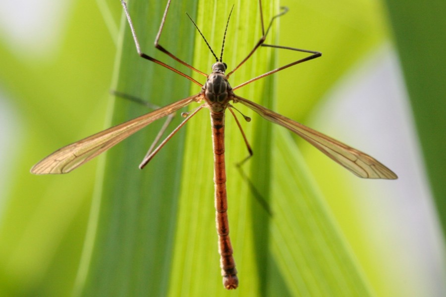 Phalacrocera replicata