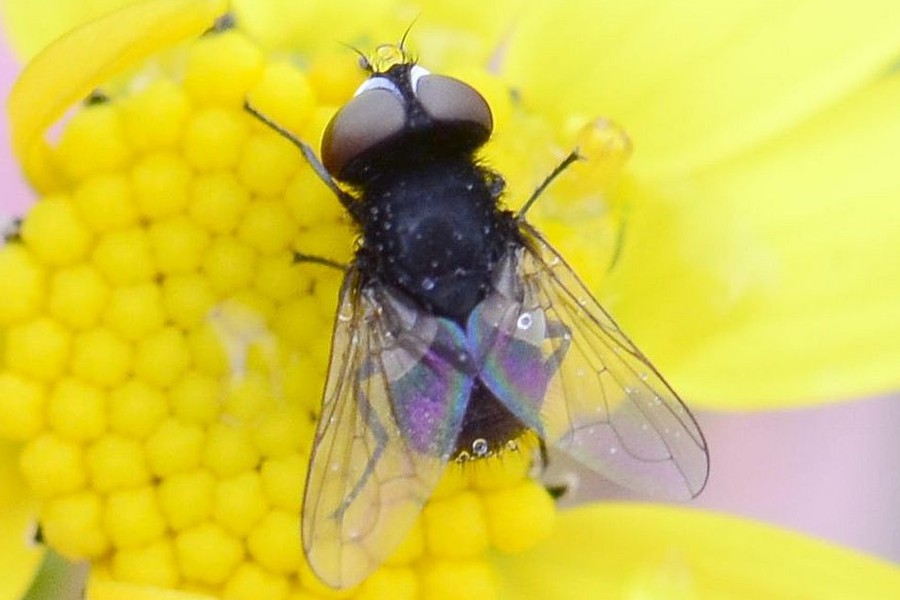 Phasia pusilla