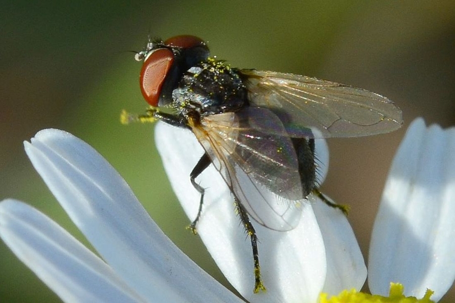 Phasia obesa