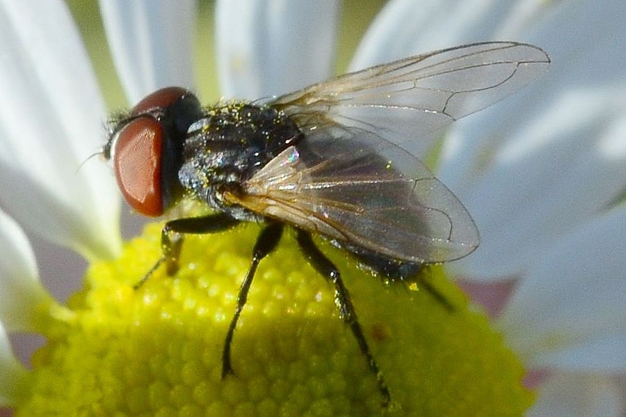 Phasia obesa