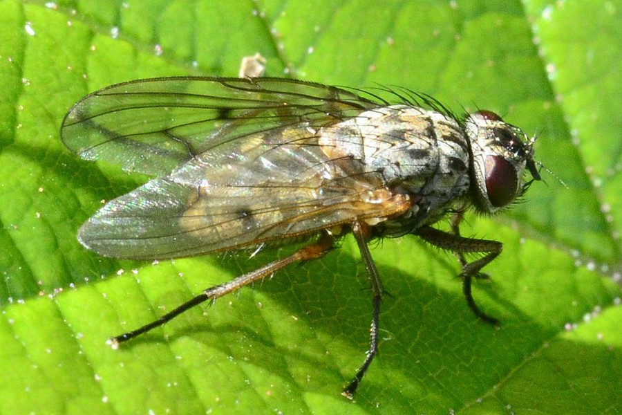 Phaonia tuguriorum