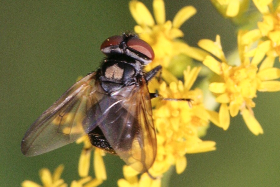 Phasia aurulans