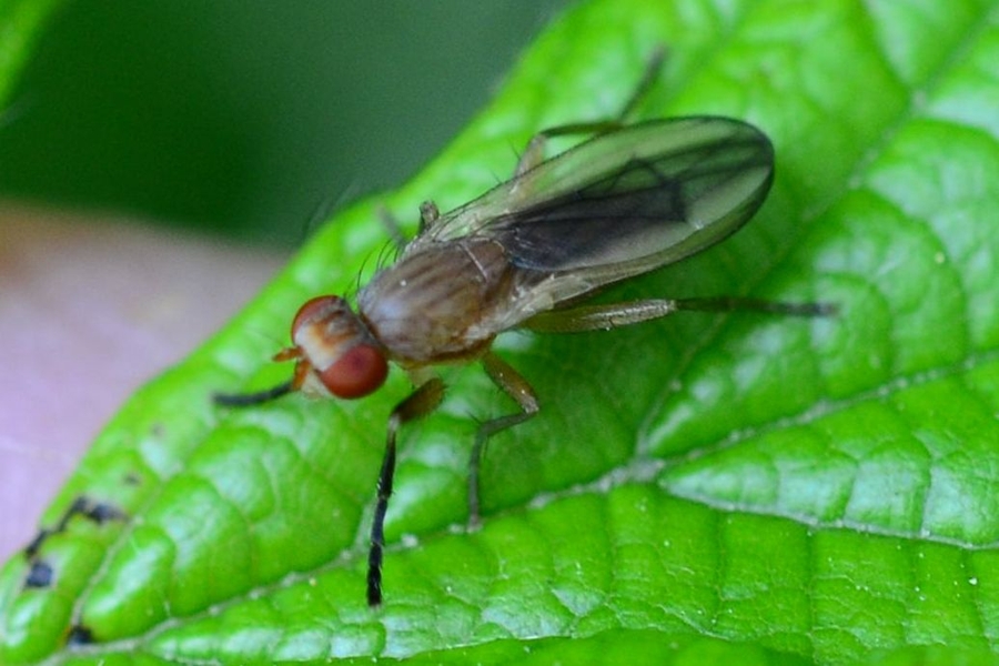 Pherbellia albocostata