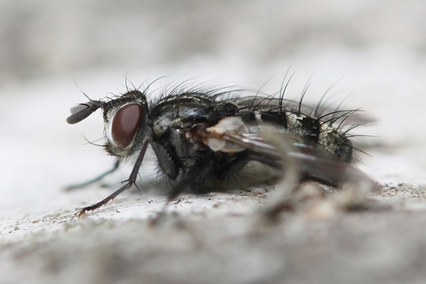 Phorocera obscura