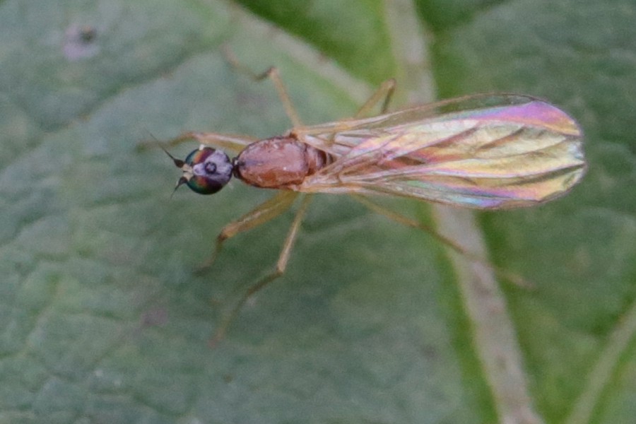 Phyllodromia melanocephala