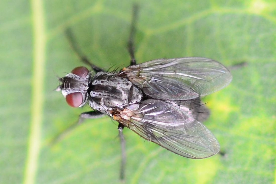 Phyto melanocephala