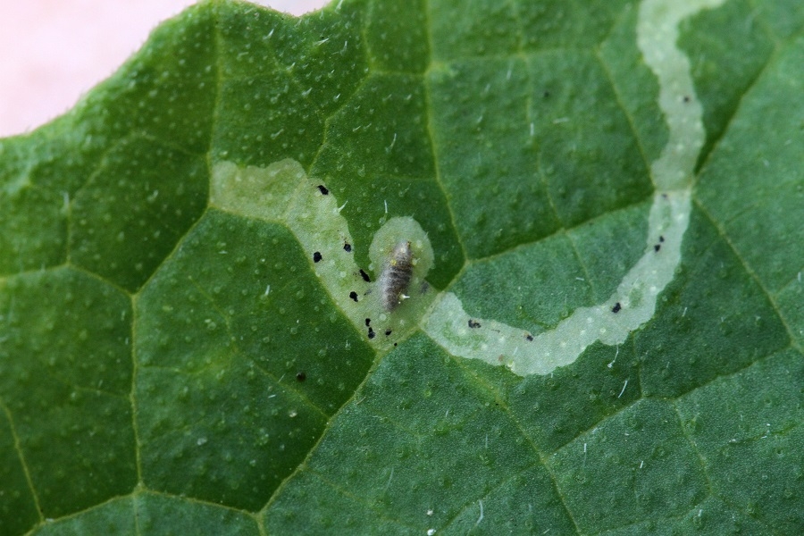 Phytomyza horticola