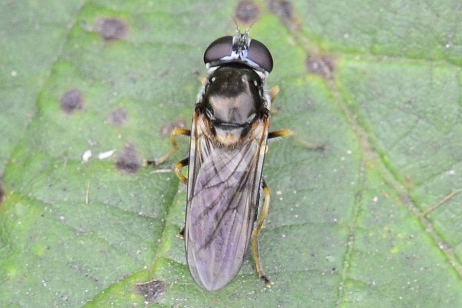 Pilz-Erzschwebfliege