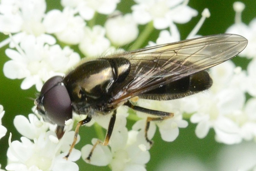 Pilz-Erzschwebfliege