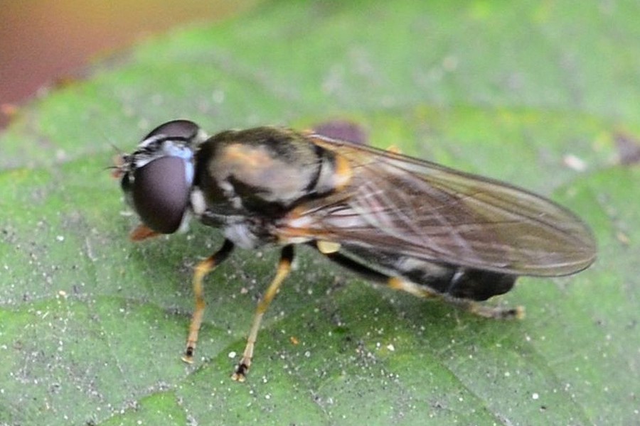 Pilz-Erzschwebfliege