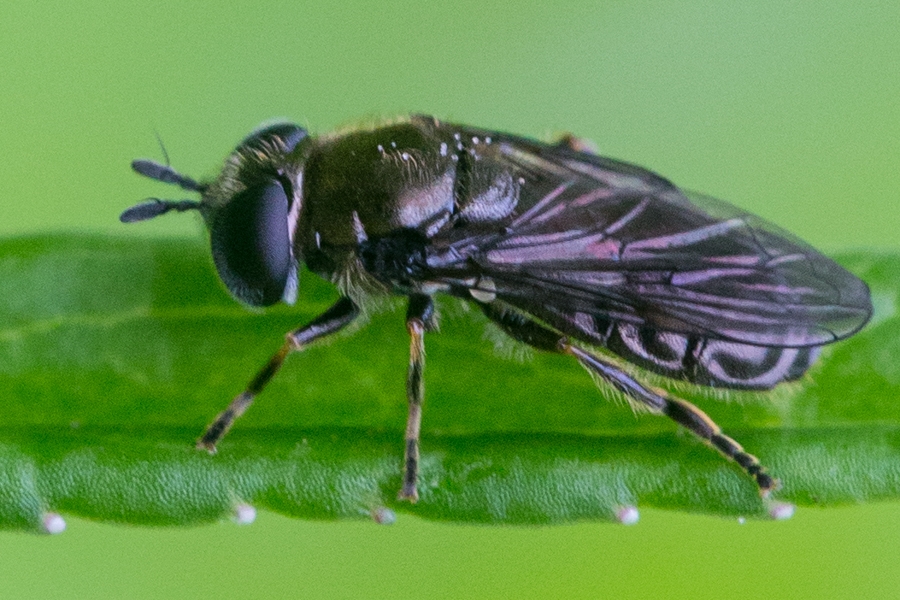 Pipizella viduata