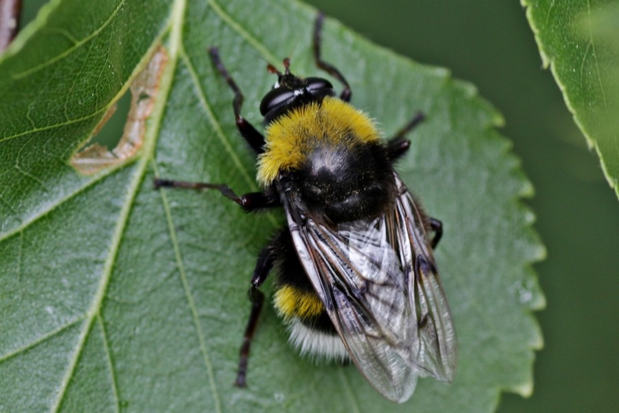 Pocota personata