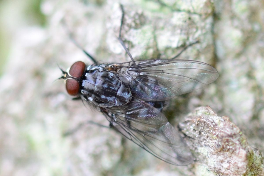 Grauschwarze Hausfliege