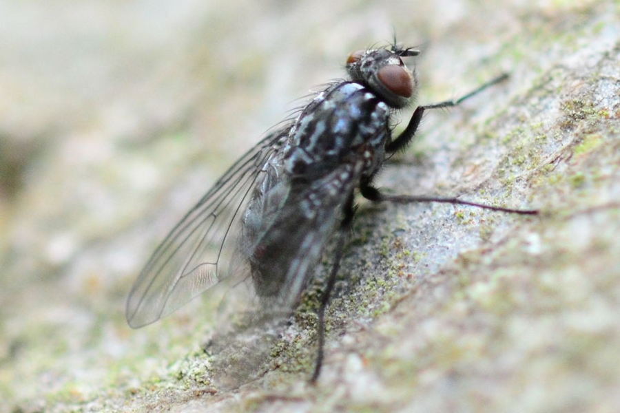 Grauschwarze Hausfliege