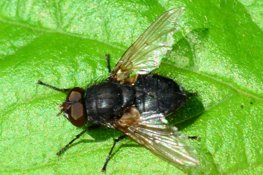 Pollenia labialis