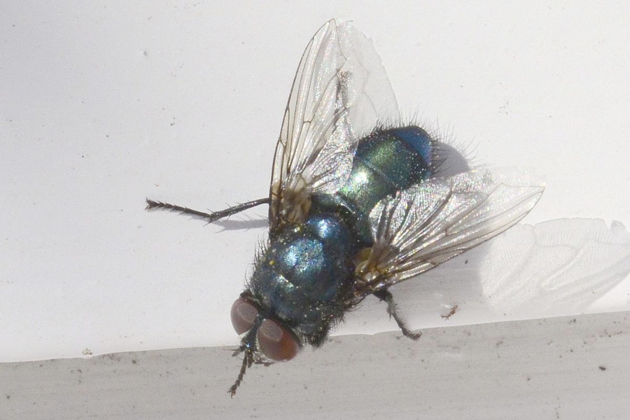 Protocalliphora azurea