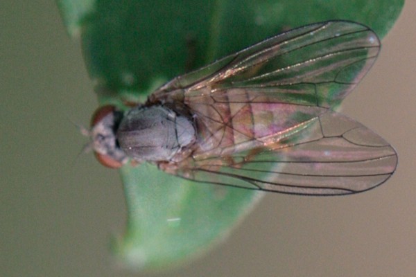 Protoclythia rufa