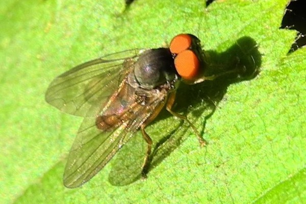 Protoclythia rufa