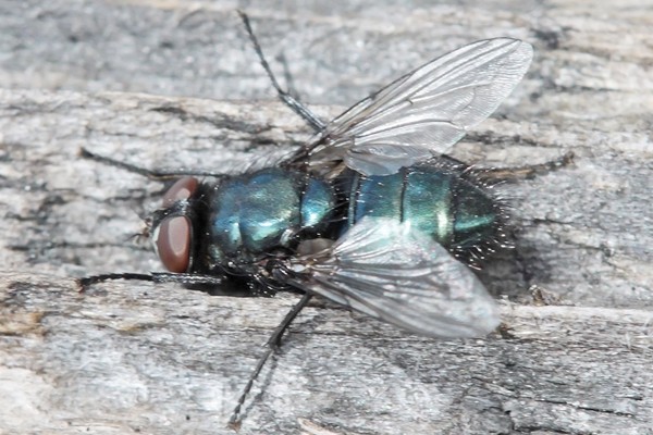 Protoformia terraenovae